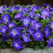 Petunia Sophistica Blue Morning 6 pellets