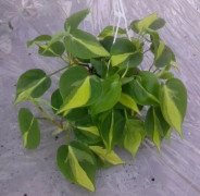 Philodendron 'Brazil' 10cm kruka