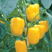 Paprika 'Fiesta' F1 yrkesodlarfrö