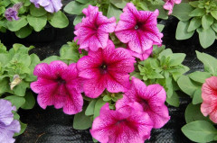 Petunia F1 "Limbo Plum" 15 frön