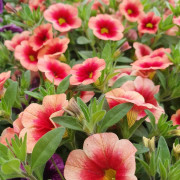 Minipetunia 'Superbells Cranberry Punch ' - 3 plantor