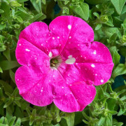 Petunia F1 Dot Star Deep Pink 12 frö