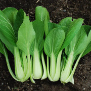 Pak choi 15 frö