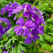 Trädgårdsverbena 'Pearl Blue' 10,5cm kruka