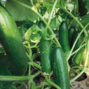 Salladsgurka 'Crokdelis F1' 10,5cm kruka