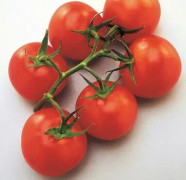 Tomat 'Vanessa' 10,5cm kruka