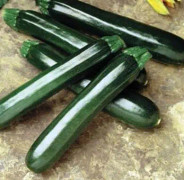 Zucchini 'Kimber' 10,5cm kruka