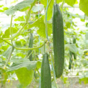 Gurka 'Lucky Cucumber F1' 10,5cm kruka