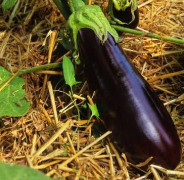 Aubergine 'Sultane' 10,5cm kruka