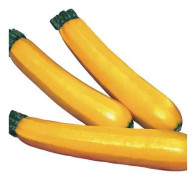 Zucchini 'Sebring' 10,5cm kruka