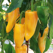 Krukpaprika 'Snacky Yellow' 10,5cm kruka