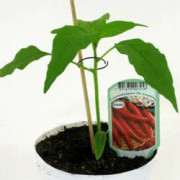 Chili 'Chenzo' 8cm kruka