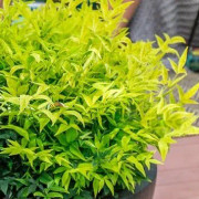 Nandina 'Lemon Lime' 1,5-2l co
