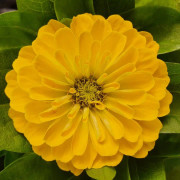 Zinnia elegans 'Gul' 13cm kruka