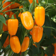 Krukpaprika 'Snacky Orange' 10,5cm kruka