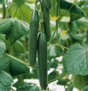 Slanggurka 'Euphya' 10,5cm kruka