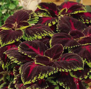 Palettblad 'Kong Red' 10,5cm kruka