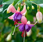 Fuchsia, 'Shadow Dancer Amelie' 10,5cm kruka