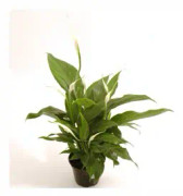 Fredskalla 'Sweet Silvio' 12cm kruka