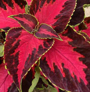 Palettblad 'Chocolate cCvered Cherry' 10,5cm kruka