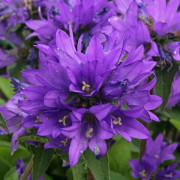 Toppklocka 'Superba'