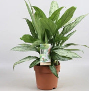 Silverkalla 'Silver Queen' 12cm kruka