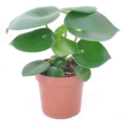 Peperomia 'Raindrop' 8.5cm
