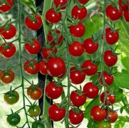 Tomat 'Supersweet' 10,5cm kruka