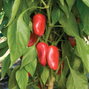 Krukpaprika 'Snacky Red' 10,5cm kruka