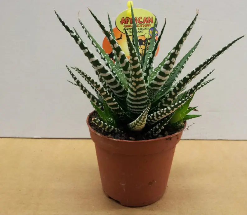 Haworthia 'Big Band'