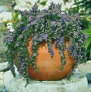  Krypande rosmarin 'Corsican Blue'