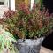 Vinterrosling 'Curly Red' C1,5-2