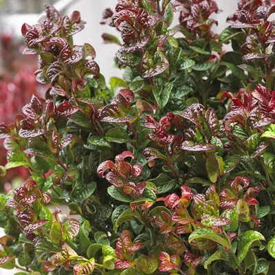 Vinterrosling 'Curly Red' C1,5-2