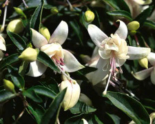 Fuchsia ‘Harry Grey’