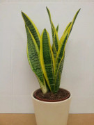 Svärmorstunga 'Laurentii' 12cm kruka
