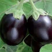 Krukaubergine 'Jackpot' 10,5cm kruka
