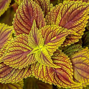 Palettblad 'Golden Dreams' 10,5cm kruka
