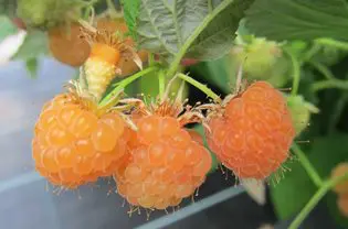  Hallon 'Gul Risarp Dessert'