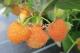  Hallon 'Gul Risarp Dessert'