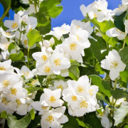 Småblommig Schersmin 'Lemoinei ' C2