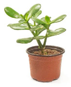 Paradisträd 'Minor' 5.5cm