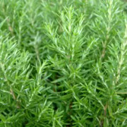  Rosmarin 'Perigord'