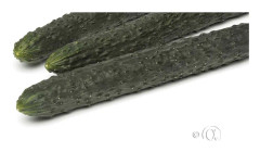 Gurka 'Jurassic' F1