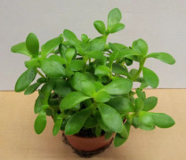 Crassula 'Money maker'