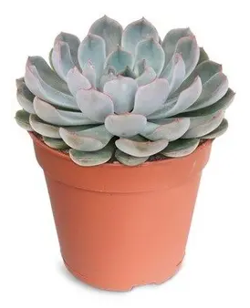 Succulent 'Jasiri' 12cm