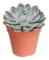 Succulent 'Jasiri' 12cm