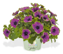 Petunia 'Surprise Green Tamborine' 3 Plantor