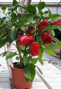 Paprika med frukter
