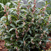 Sötbuxbom 'Winter Gem' C1,5-2
