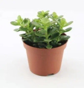 Paradisträd 'Minor' 10.5cm